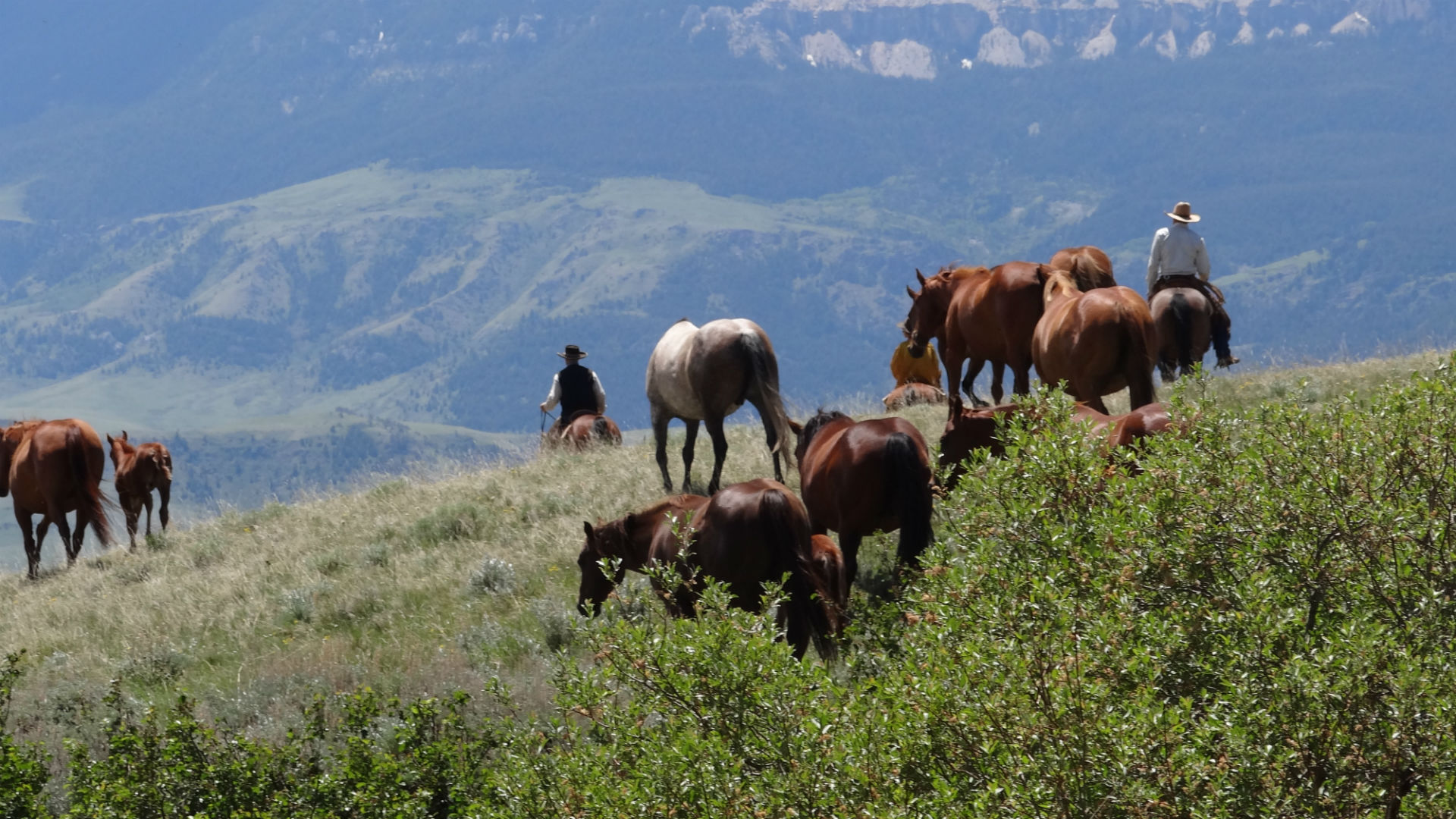 Cattle Drive Vacation History Dryhead Ranch