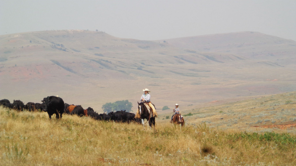 cattle-drives-montana-contact-us