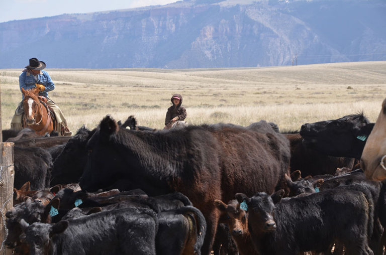 Cattle Drive Vacations in Montana Dryhead Ranch