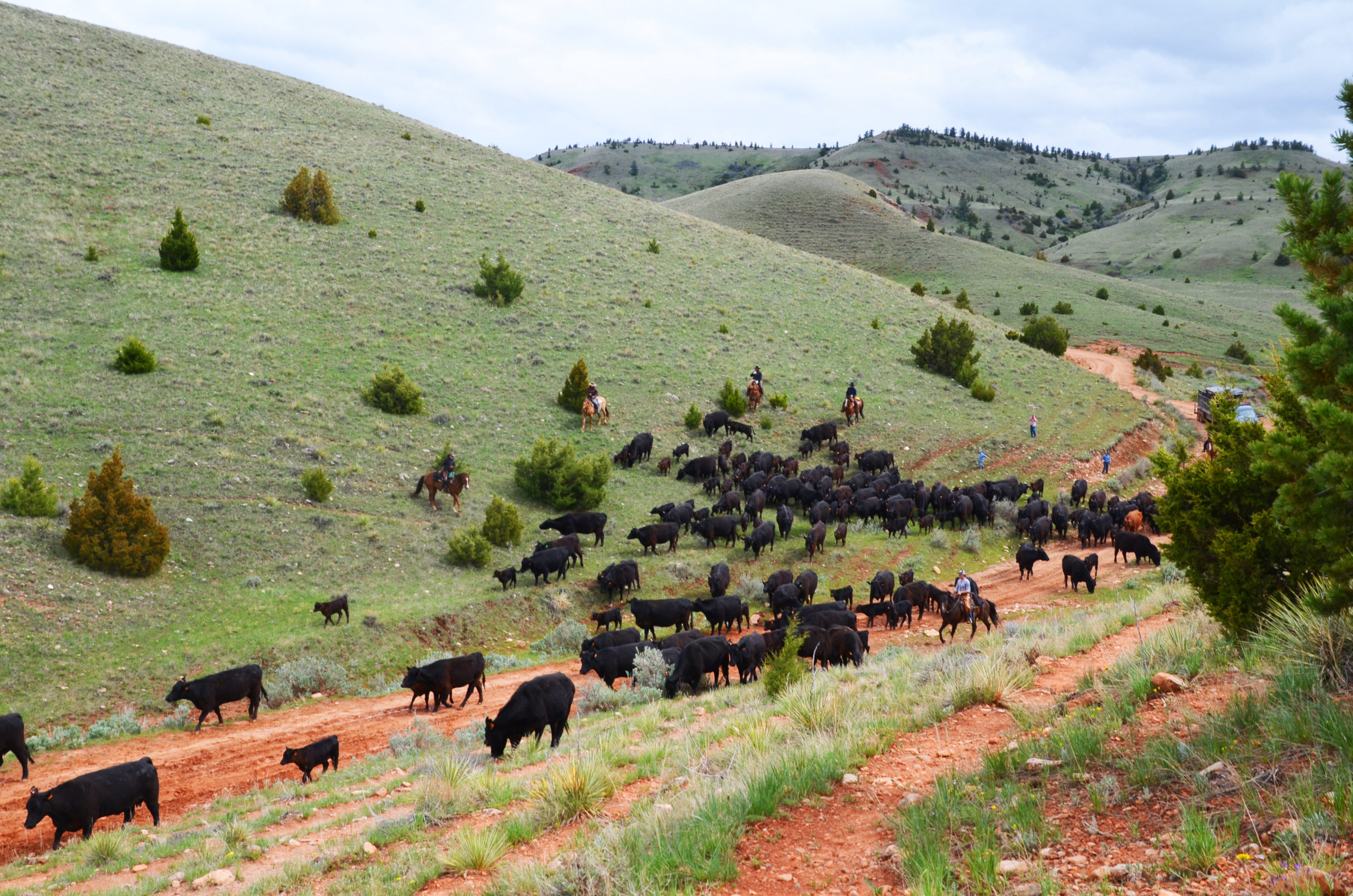 the last cattle drive