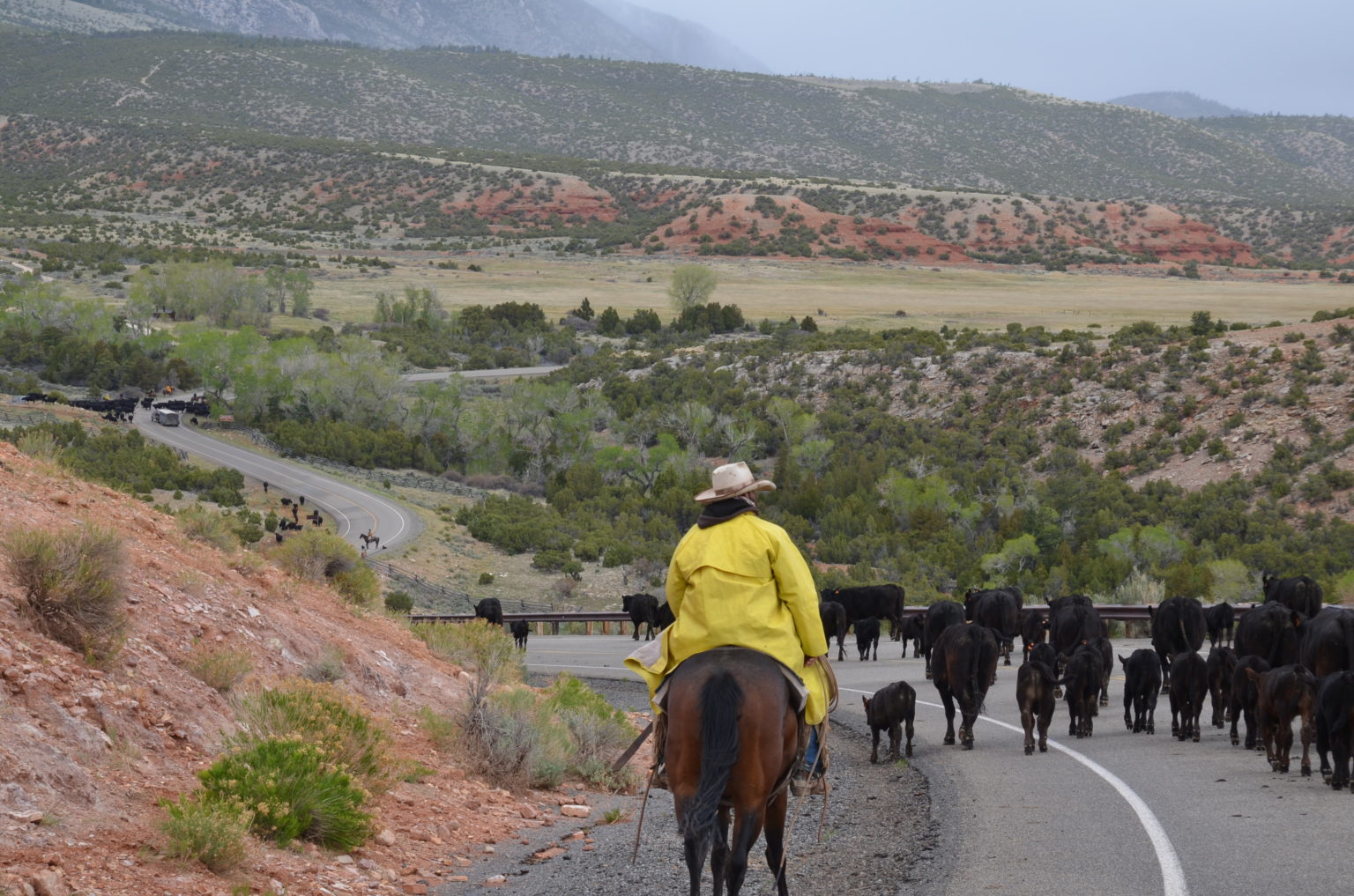 Cattle Drive Vacations and Holidays Dryhead Ranch