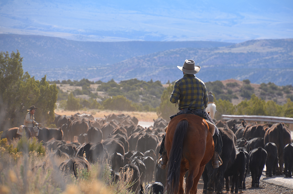 Cattle Drive Vacations and Holidays - Dryhead Ranch