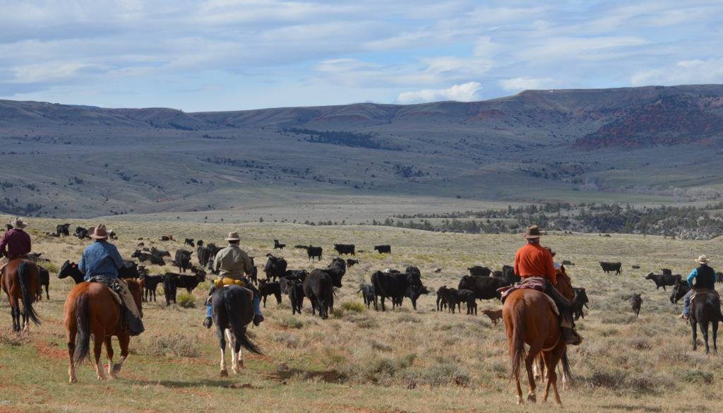 Cattle Drive Vacations