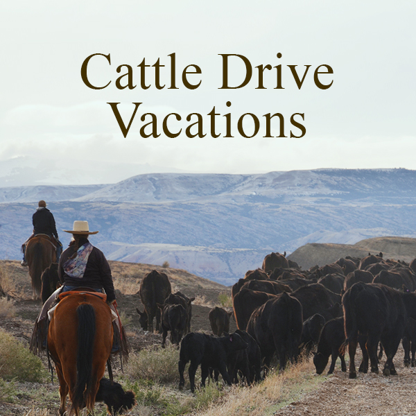 Montana Cattle Drive Vacations