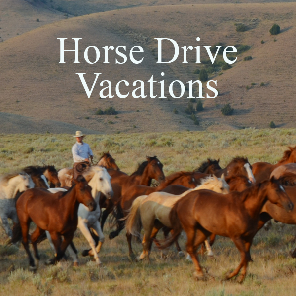 Vacations with cattle drives